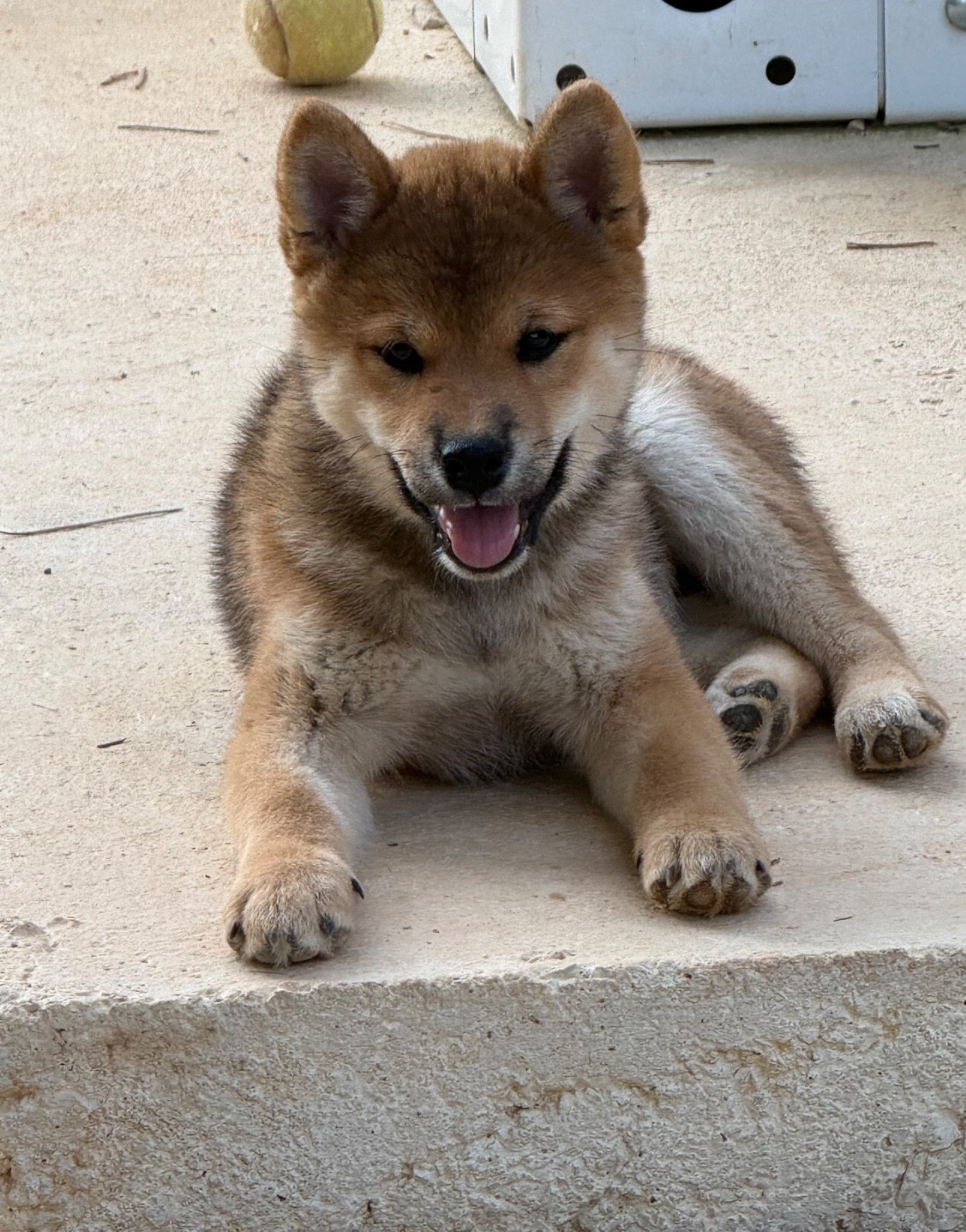 Des Renards Du Castrum - Chiots disponibles - Shiba