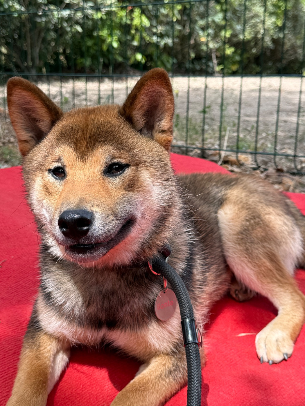Des Renards Du Castrum - Chiots disponibles - Shiba