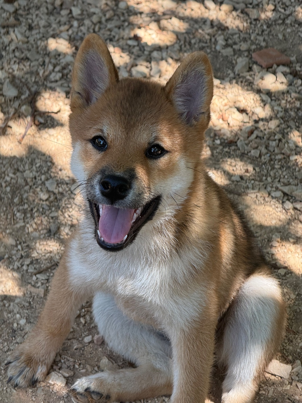 Des Renards Du Castrum - Chiots disponibles - Shiba