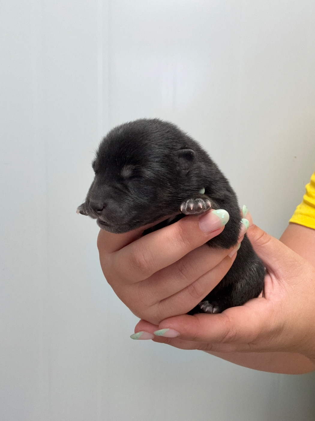 Des Renards Du Castrum - Chiots disponibles - Shiba