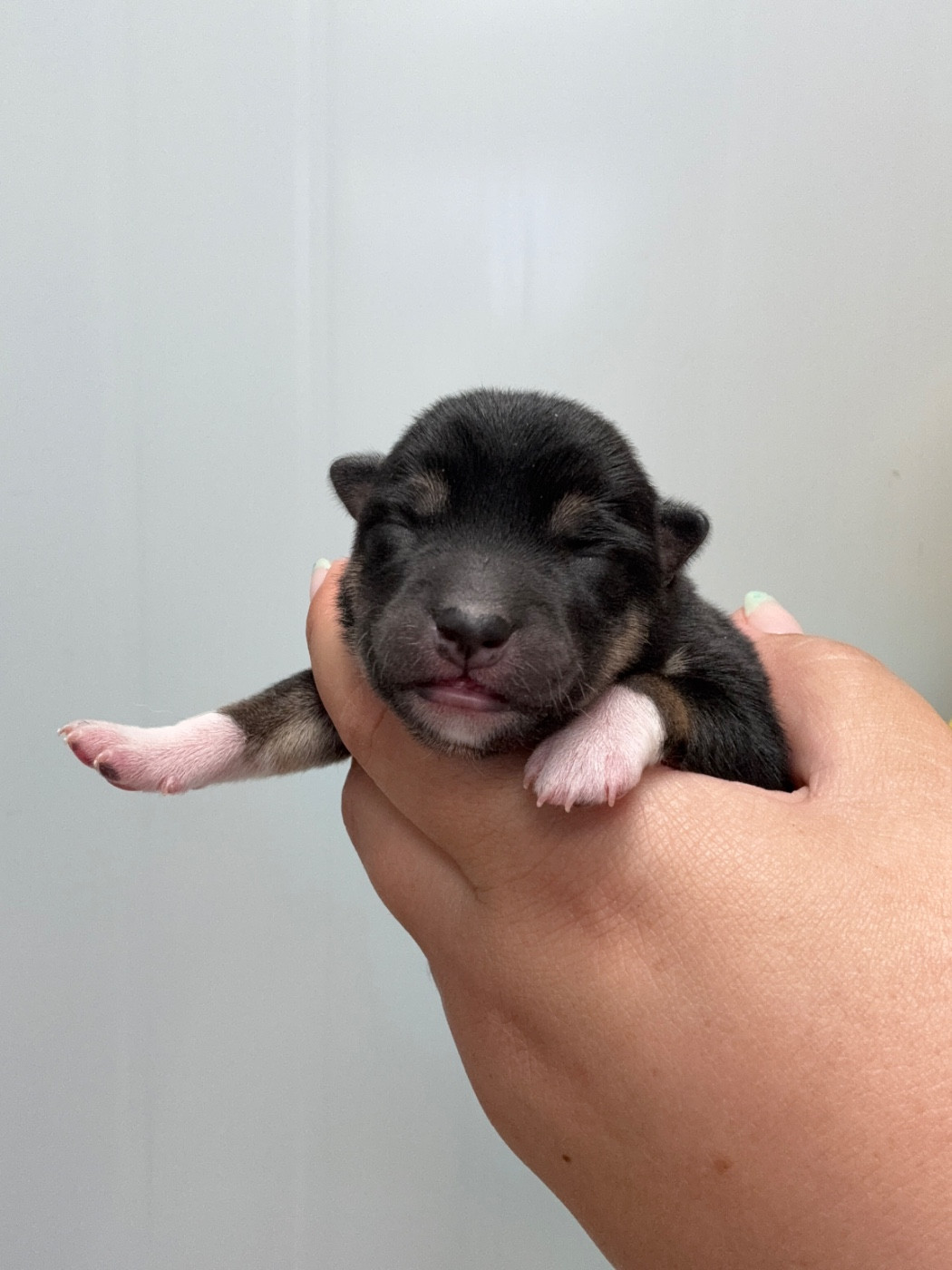 Des Renards Du Castrum - Chiots disponibles - Shiba