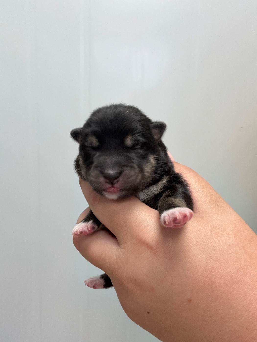 Des Renards Du Castrum - Chiots disponibles - Shiba