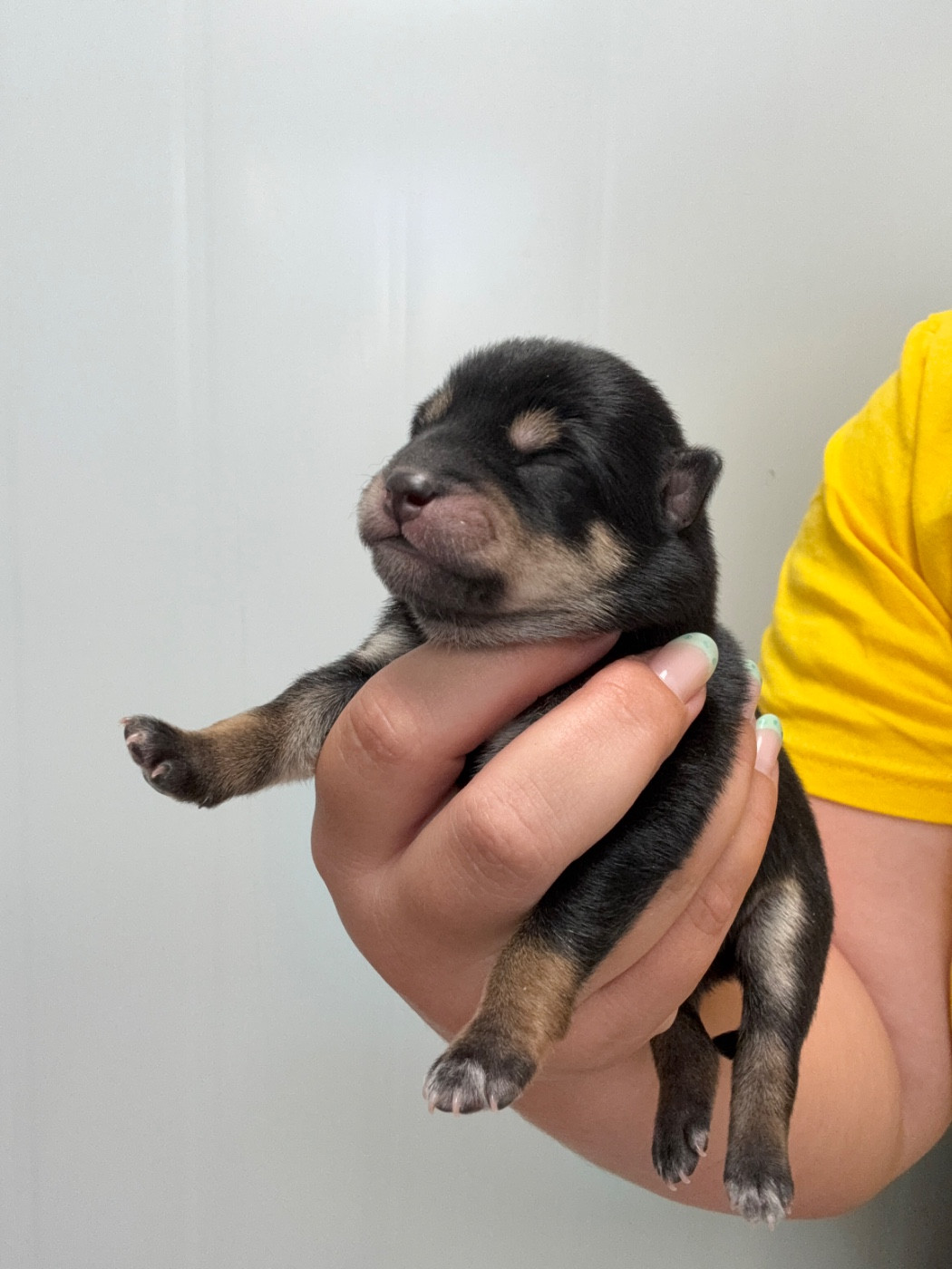 Des Renards Du Castrum - Chiots disponibles - Shiba