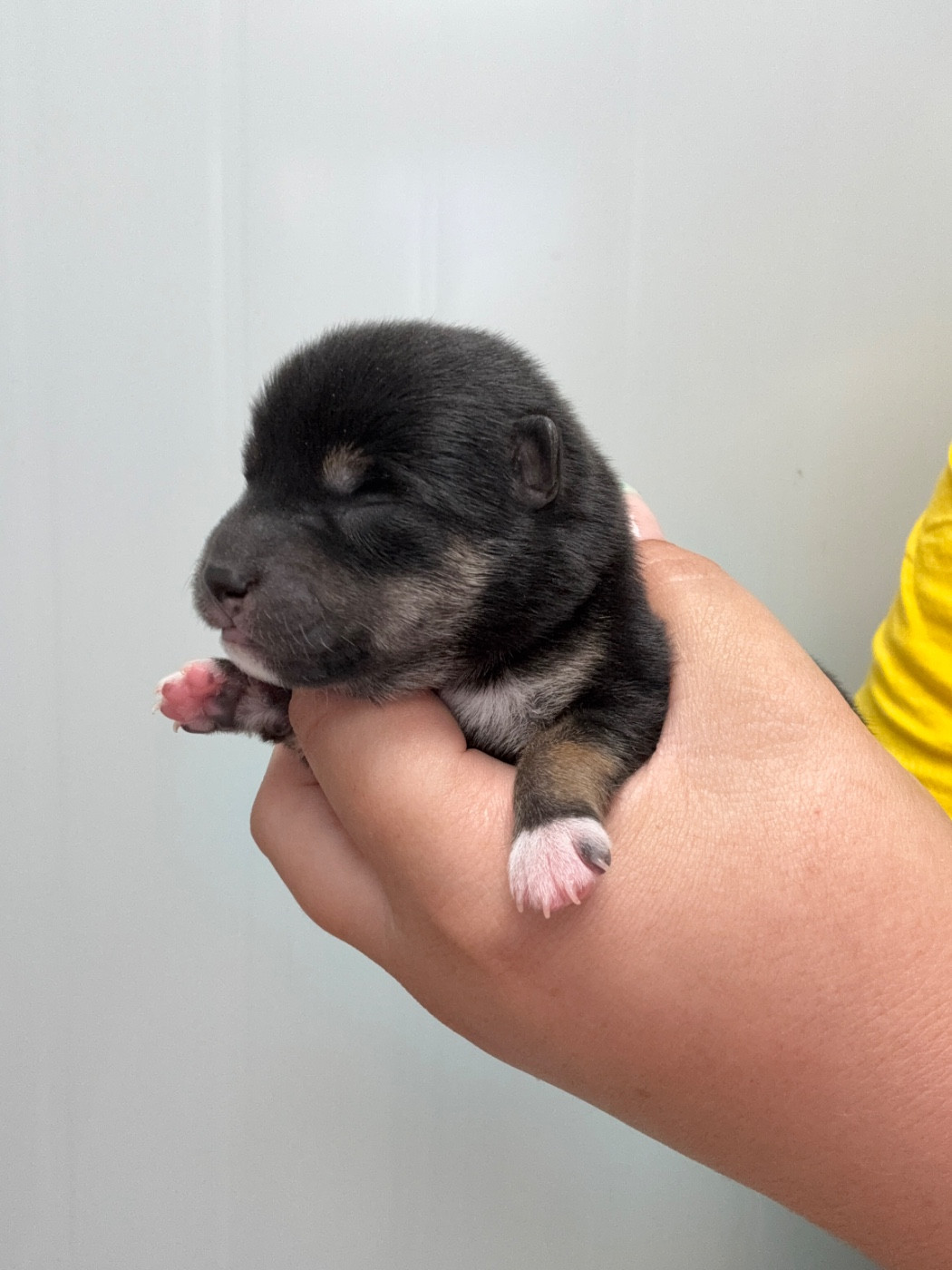 Des Renards Du Castrum - Chiots disponibles - Shiba
