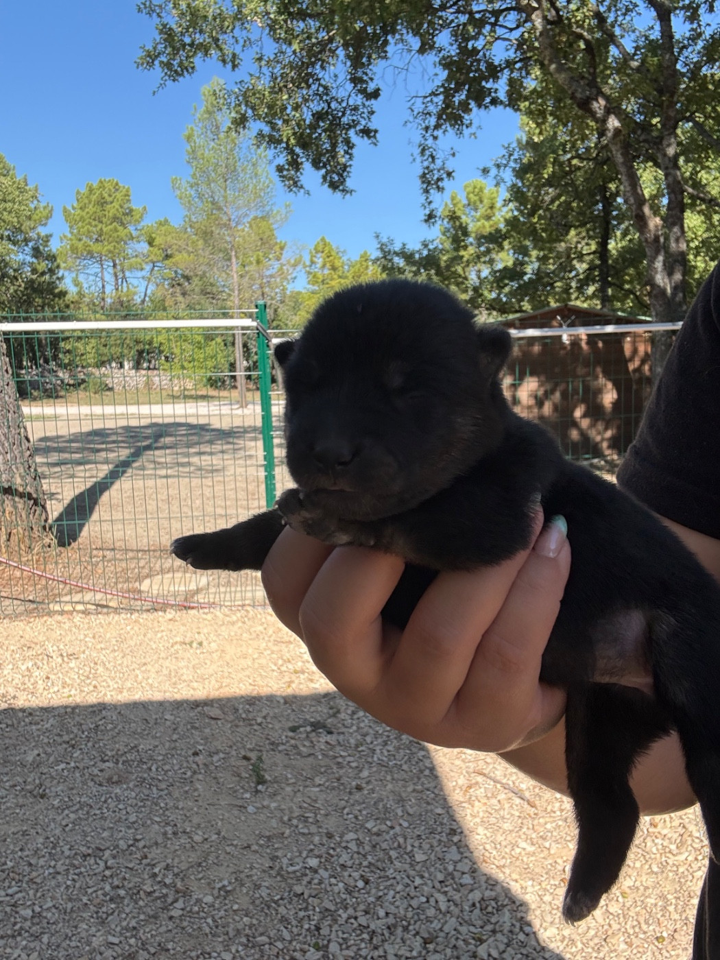 Des Renards Du Castrum - Chiots disponibles - Shiba
