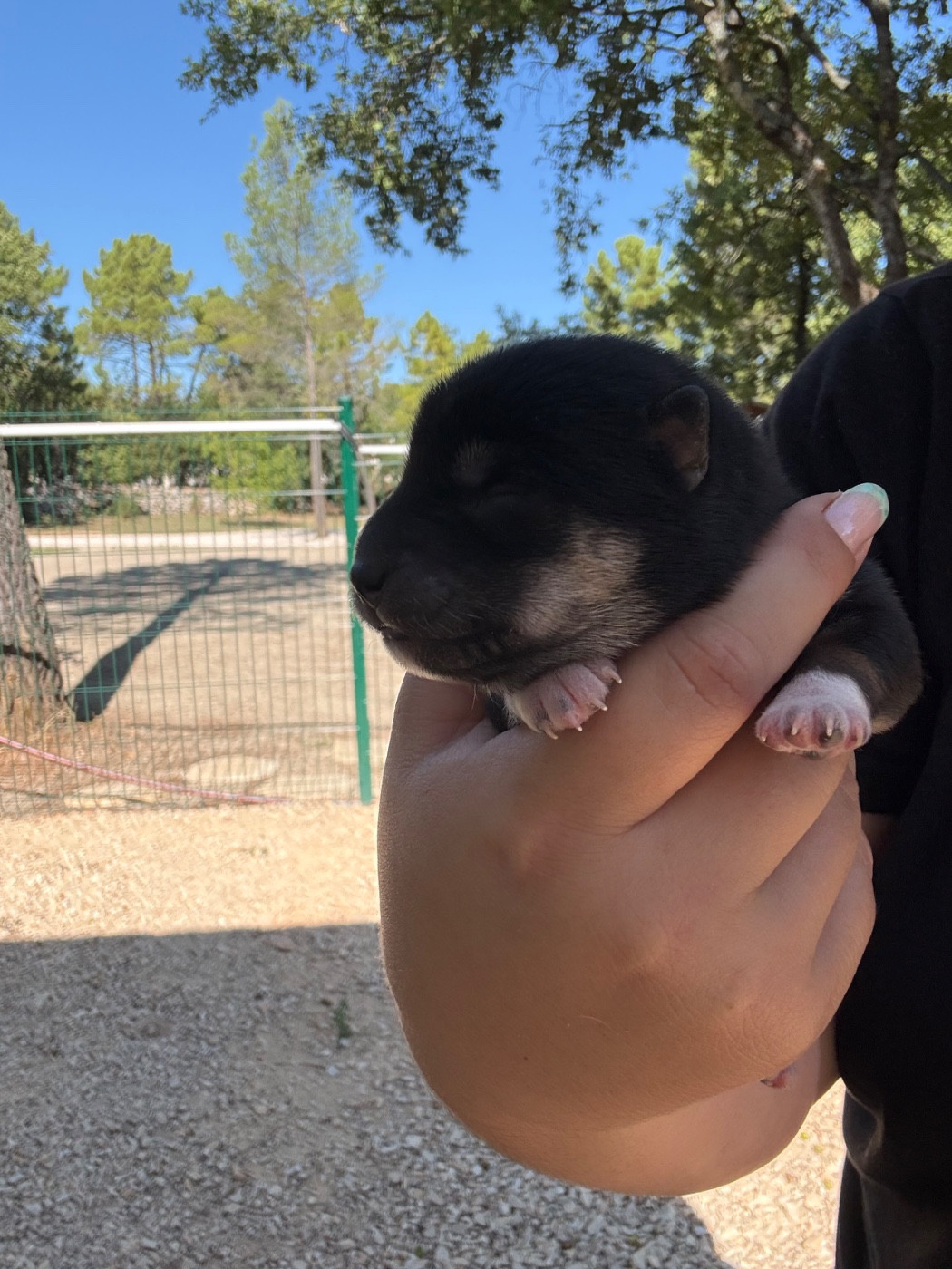 Des Renards Du Castrum - Chiots disponibles - Shiba