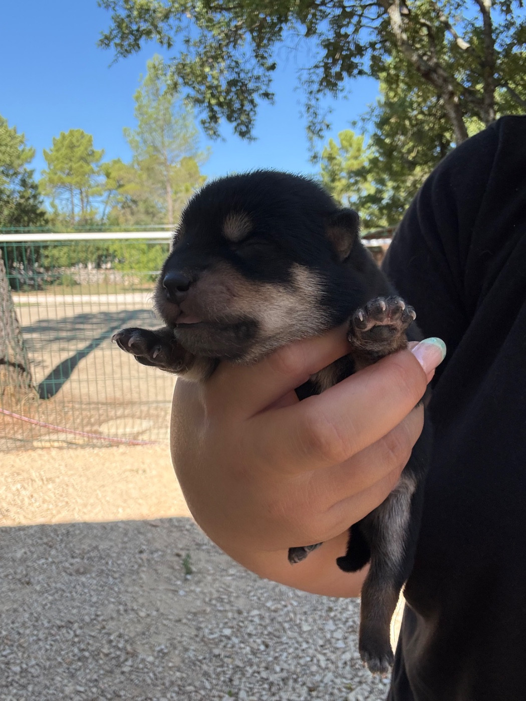 Des Renards Du Castrum - Chiots disponibles - Shiba