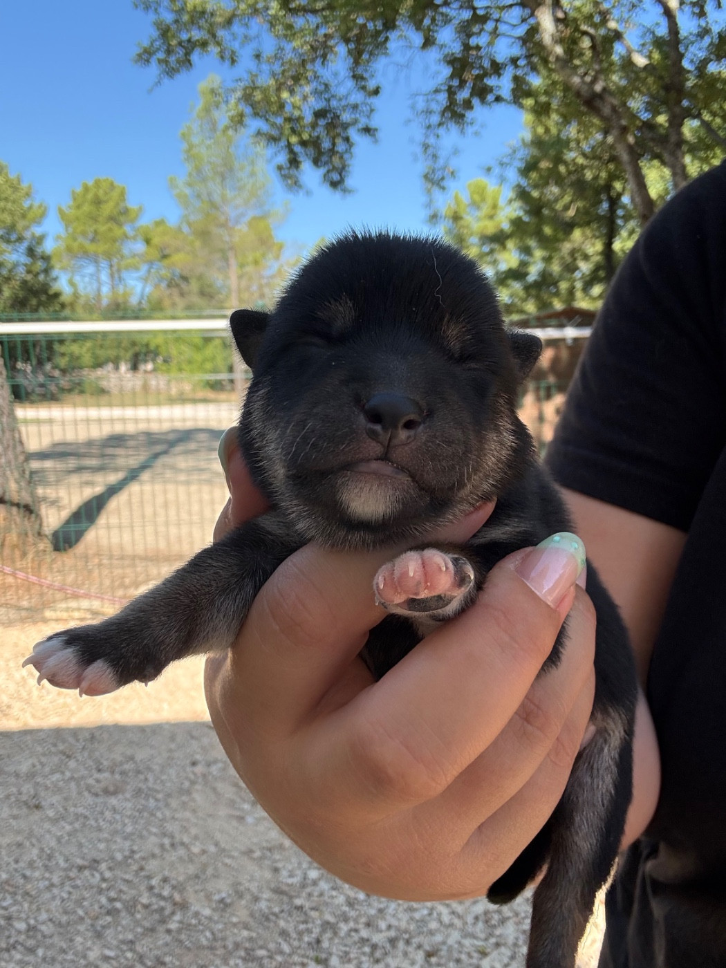 Des Renards Du Castrum - Chiots disponibles - Shiba