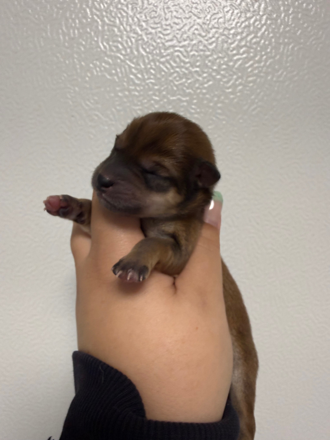 Des Renards Du Castrum - Chiots disponibles - Shiba