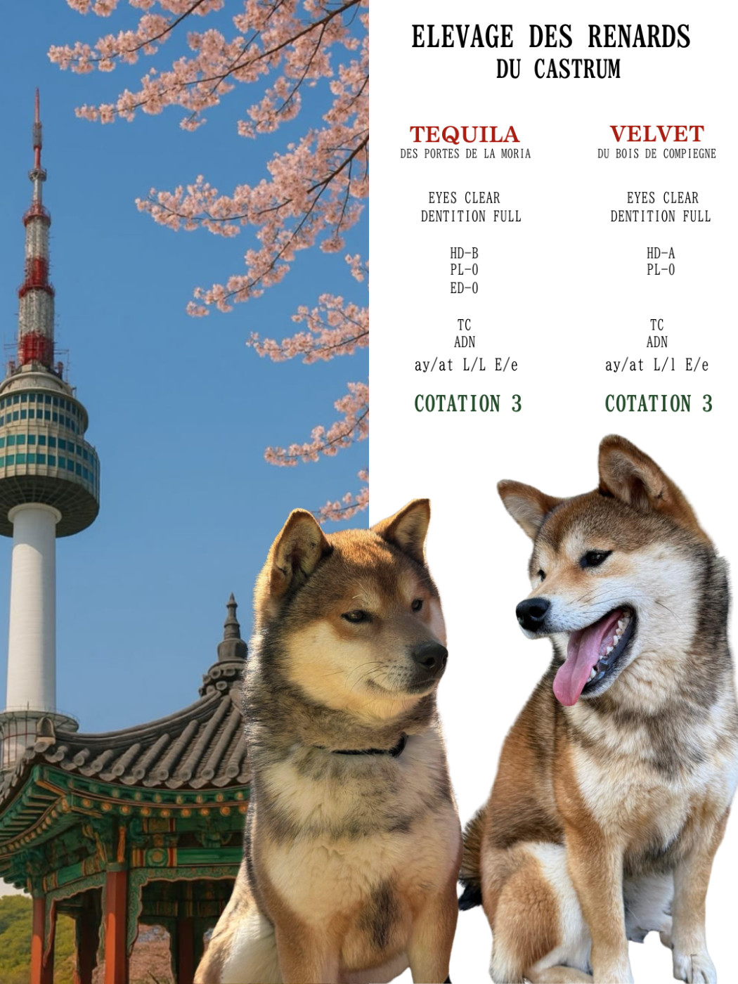 Chiot Shiba Des Renards Du Castrum