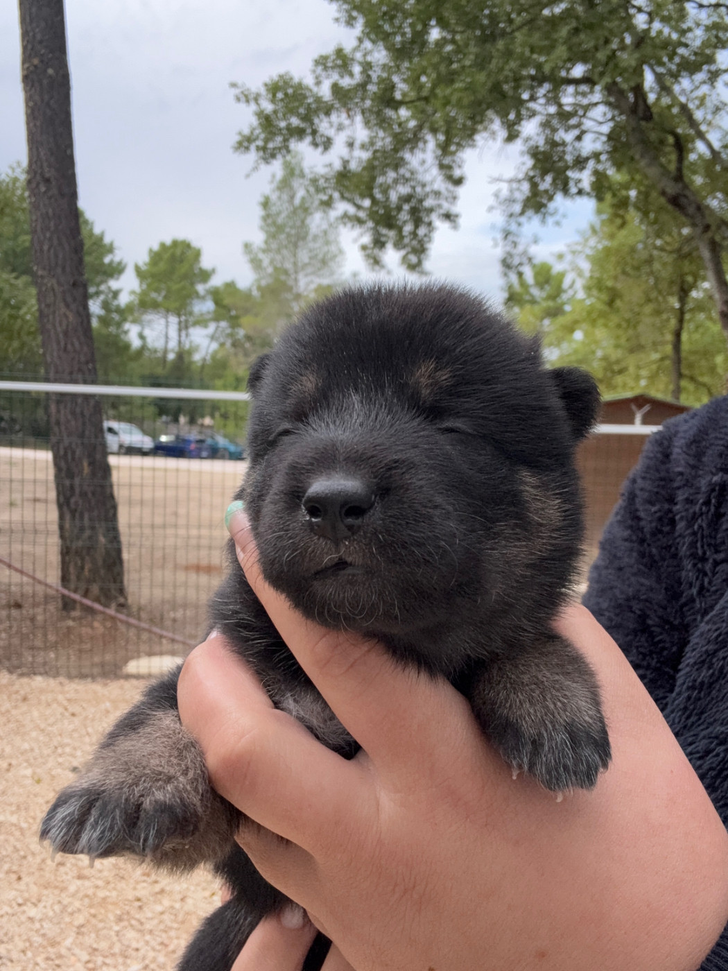 Des Renards Du Castrum - Chiots disponibles - Shiba