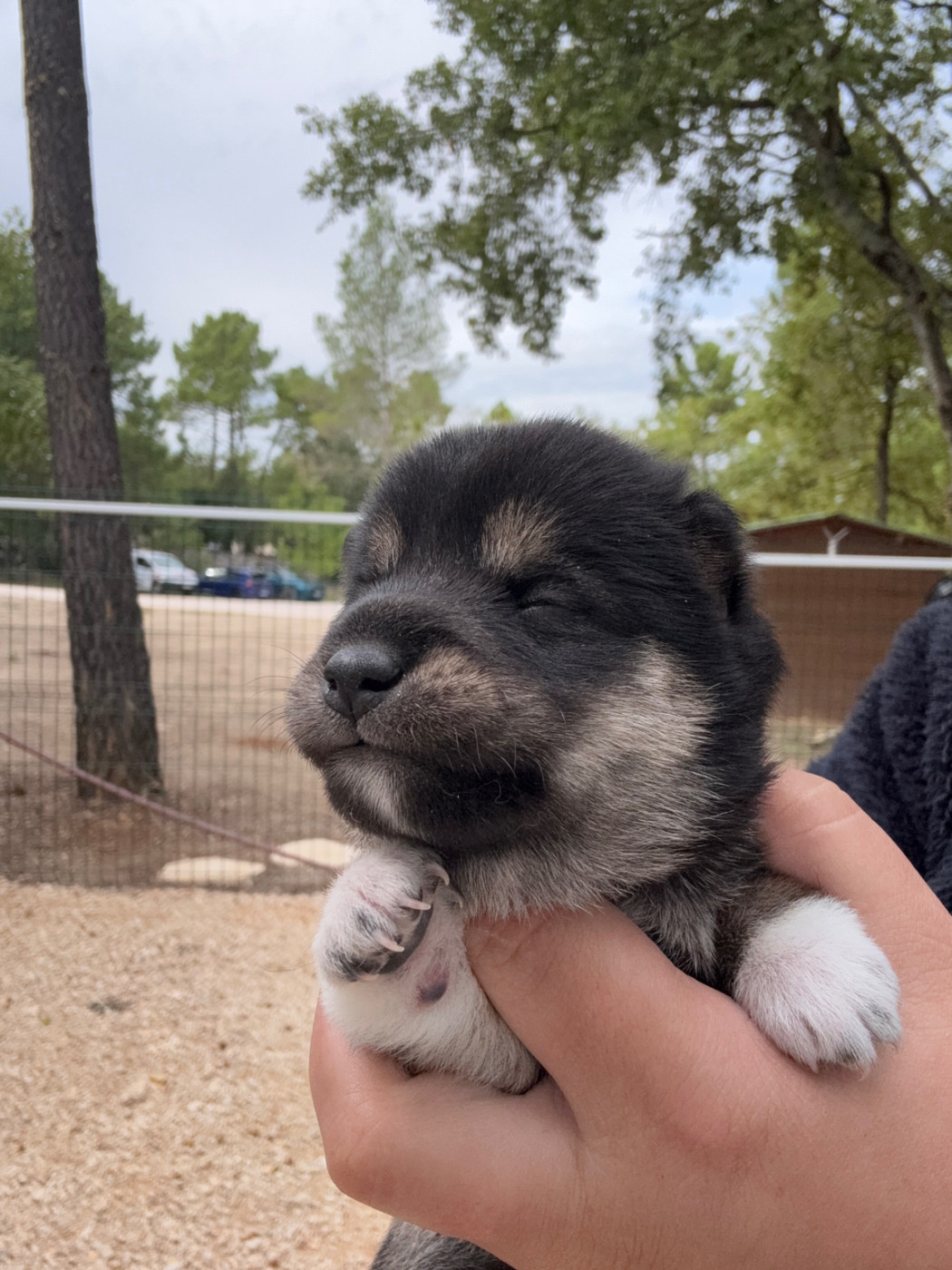 Des Renards Du Castrum - Chiots disponibles - Shiba