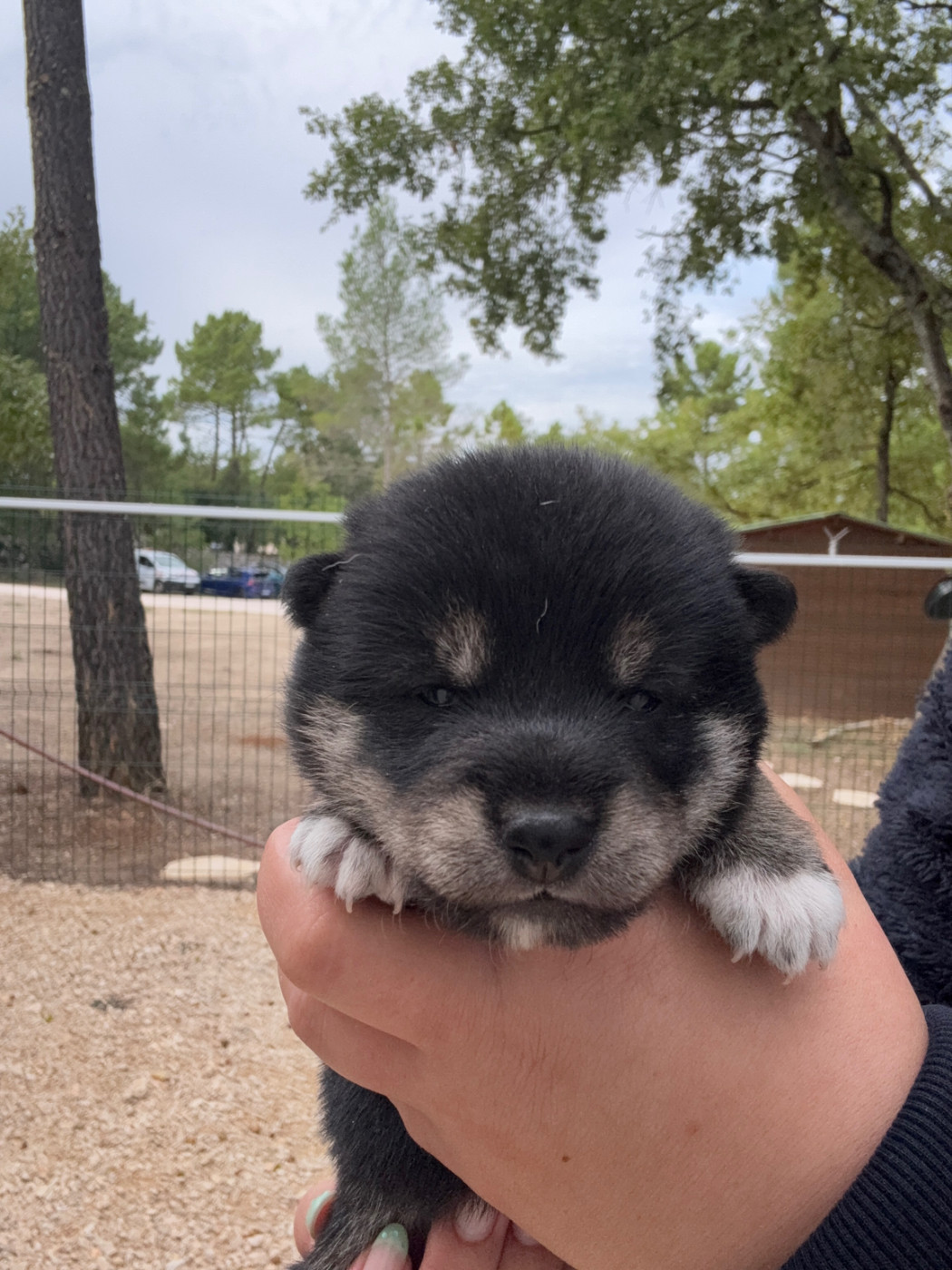 Des Renards Du Castrum - Chiots disponibles - Shiba