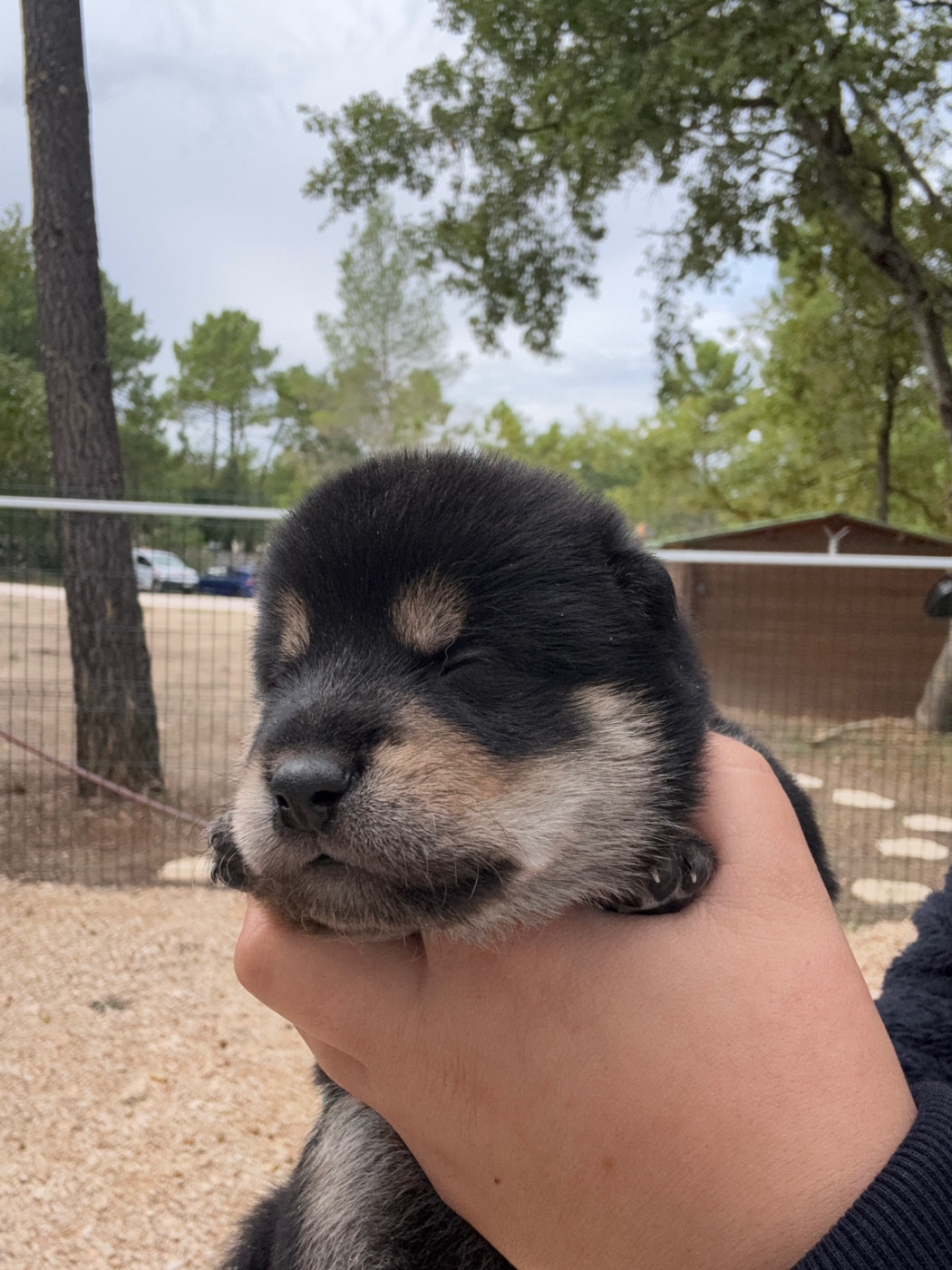 Des Renards Du Castrum - Chiots disponibles - Shiba