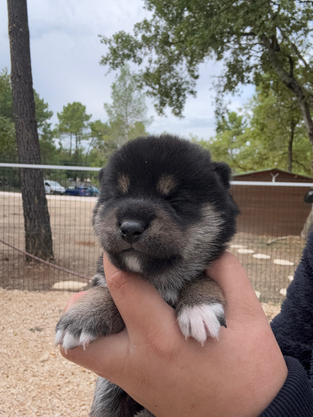 Des Renards Du Castrum - Chiots disponibles - Shiba