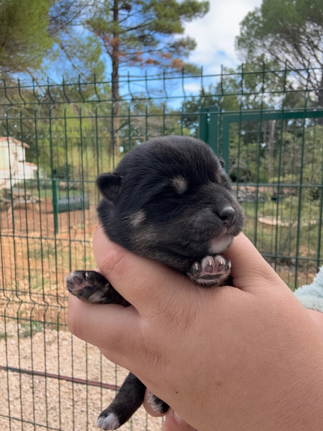 Des Renards Du Castrum - Chiots disponibles - Shiba