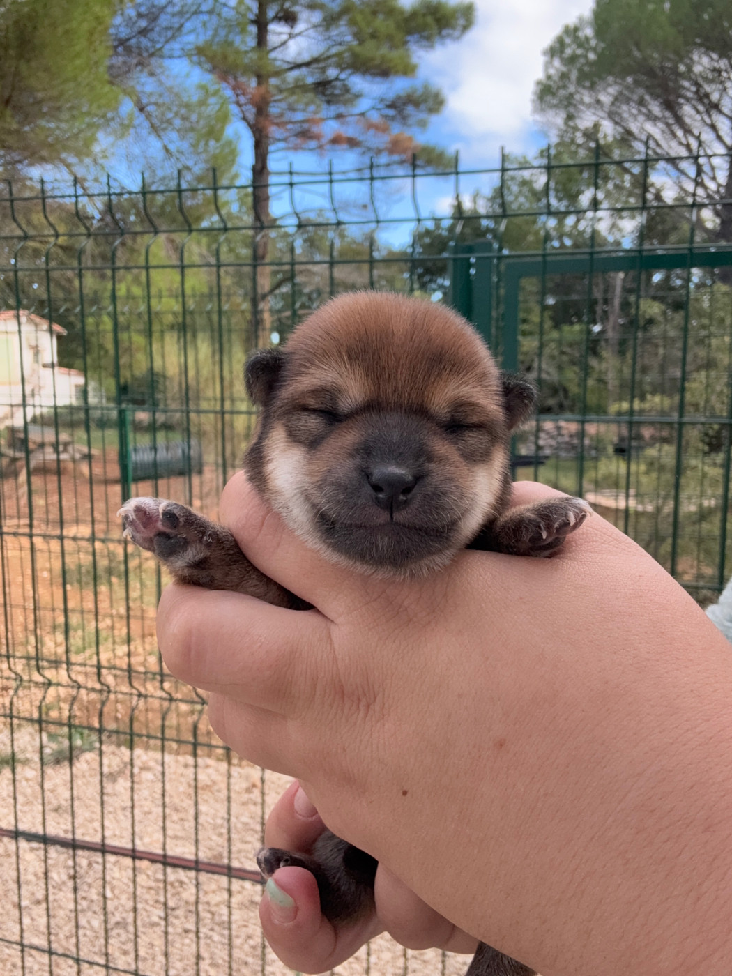 Des Renards Du Castrum - Chiots disponibles - Shiba