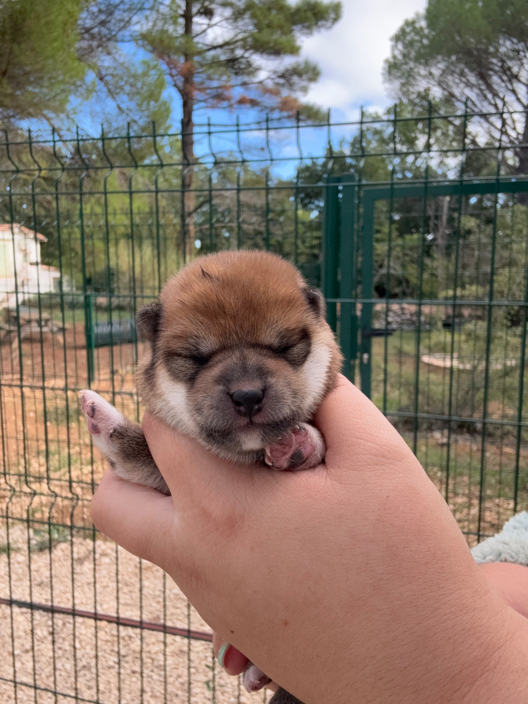Des Renards Du Castrum - Chiots disponibles - Shiba