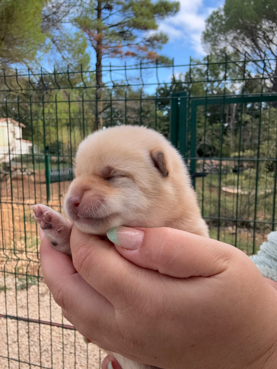 Des Renards Du Castrum - Chiots disponibles - Shiba