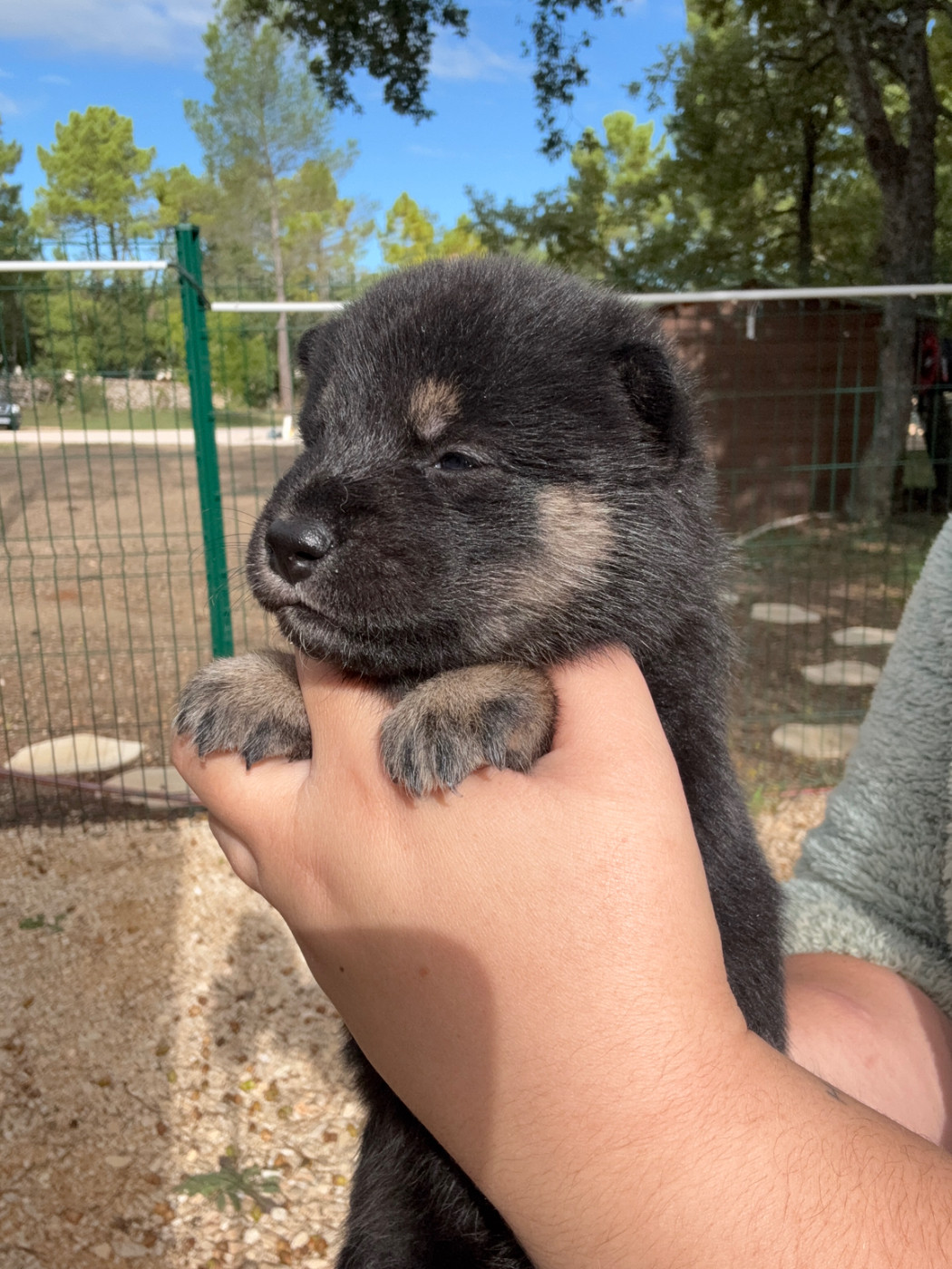 Des Renards Du Castrum - Chiots disponibles - Shiba