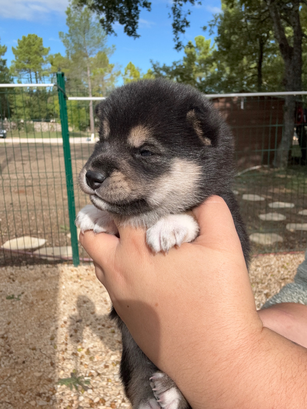 Des Renards Du Castrum - Chiots disponibles - Shiba