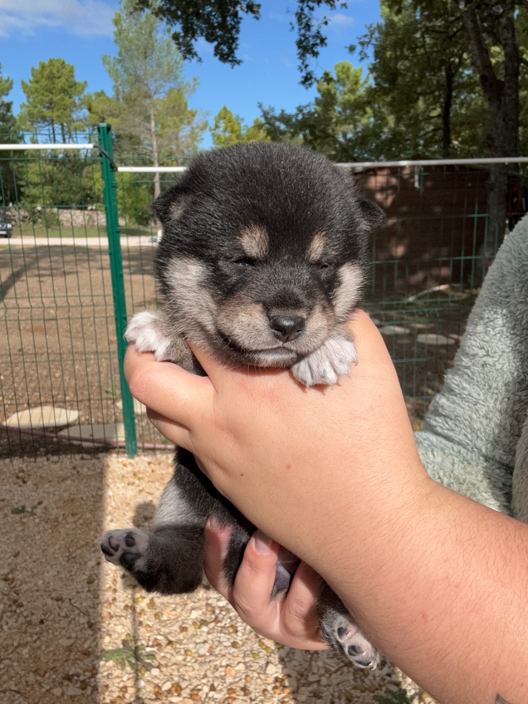 Des Renards Du Castrum - Chiots disponibles - Shiba
