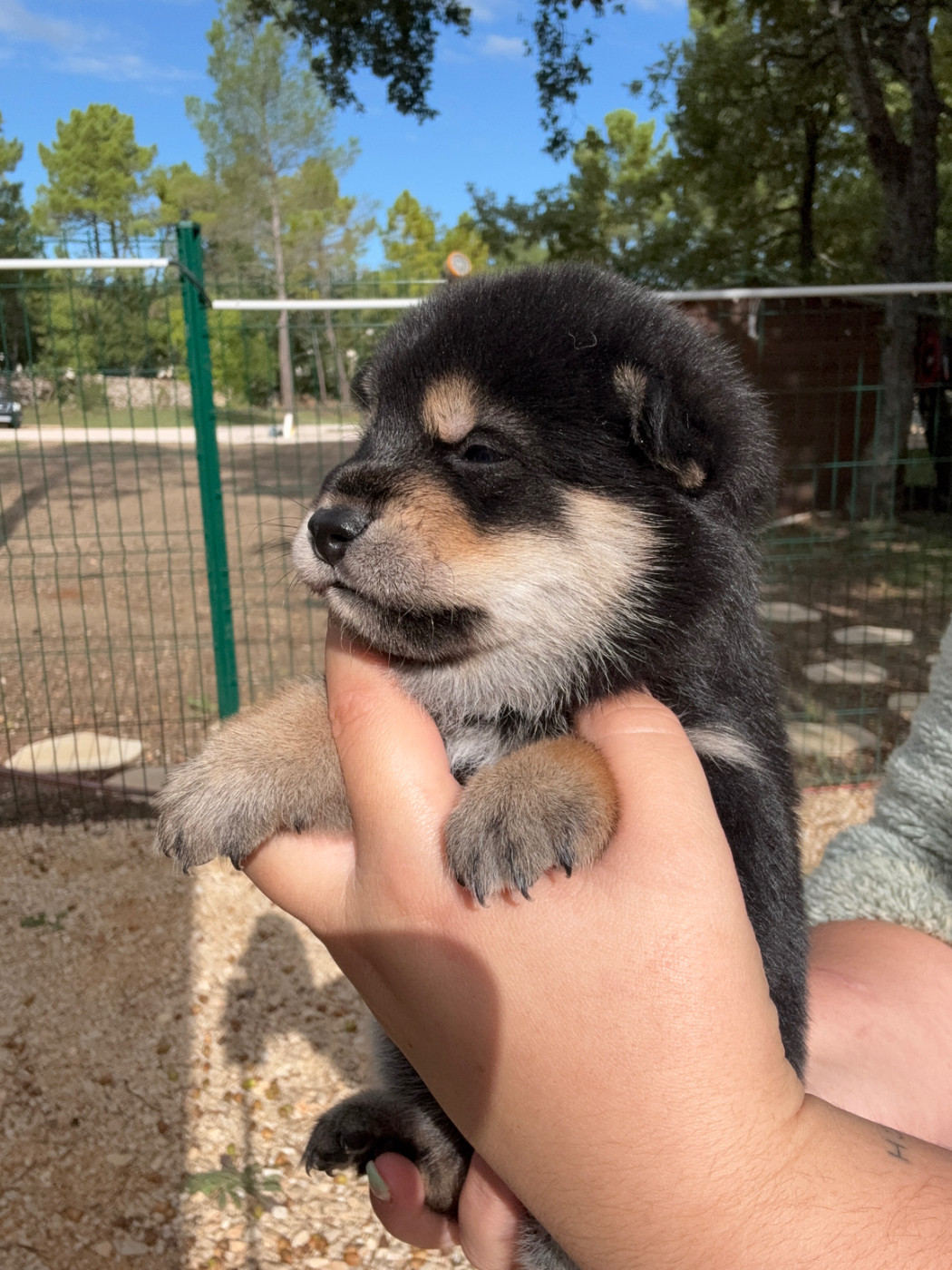 Des Renards Du Castrum - Chiots disponibles - Shiba