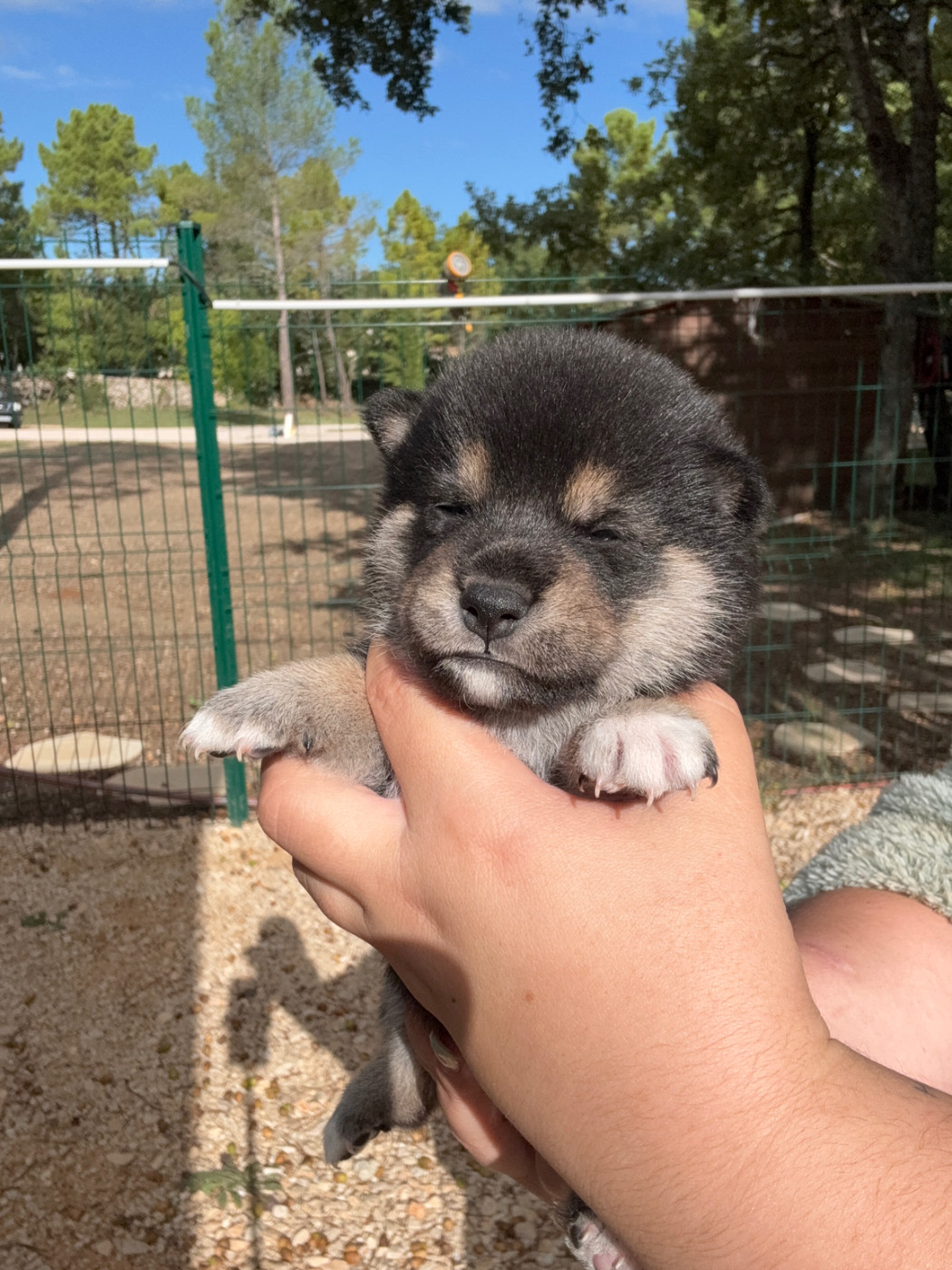 Des Renards Du Castrum - Chiots disponibles - Shiba
