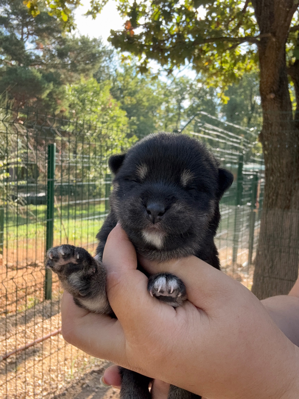 Des Renards Du Castrum - Chiots disponibles - Shiba