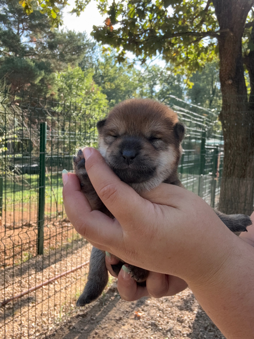 Des Renards Du Castrum - Chiots disponibles - Shiba