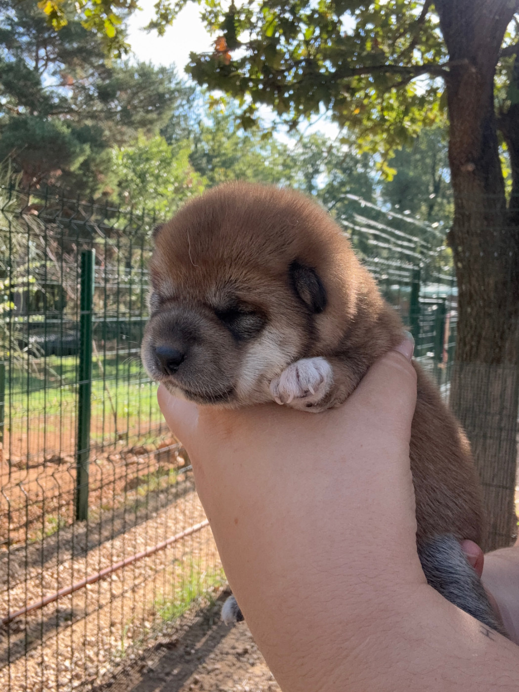 Des Renards Du Castrum - Chiots disponibles - Shiba