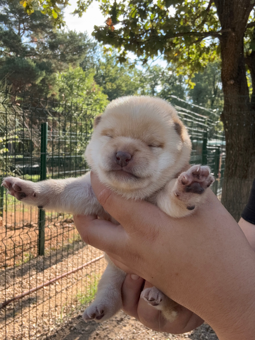 Des Renards Du Castrum - Chiots disponibles - Shiba