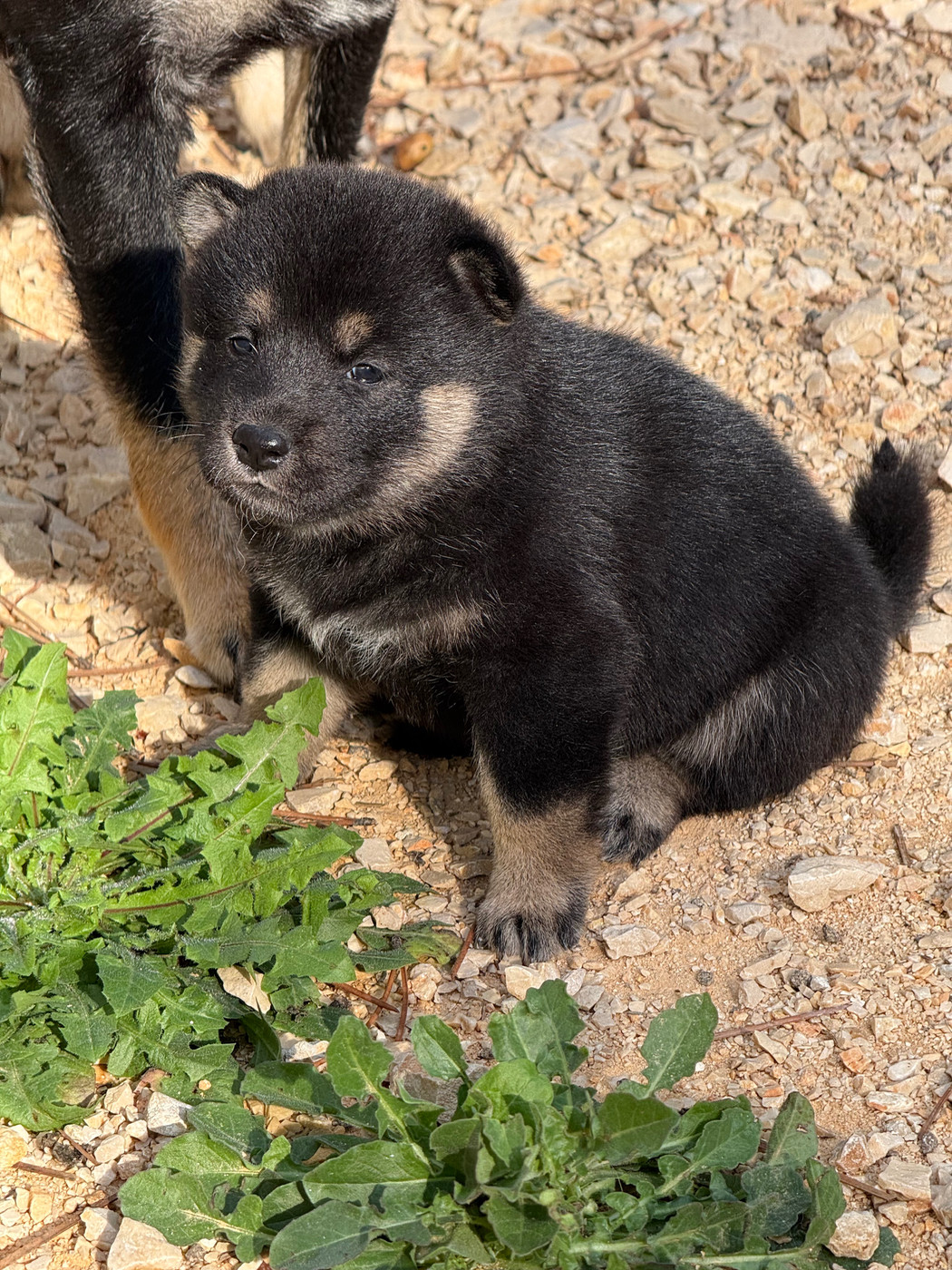 Des Renards Du Castrum - Chiots disponibles - Shiba