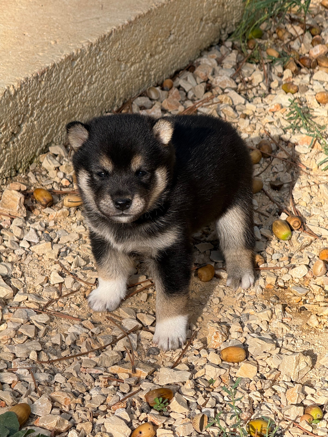 Des Renards Du Castrum - Chiots disponibles - Shiba
