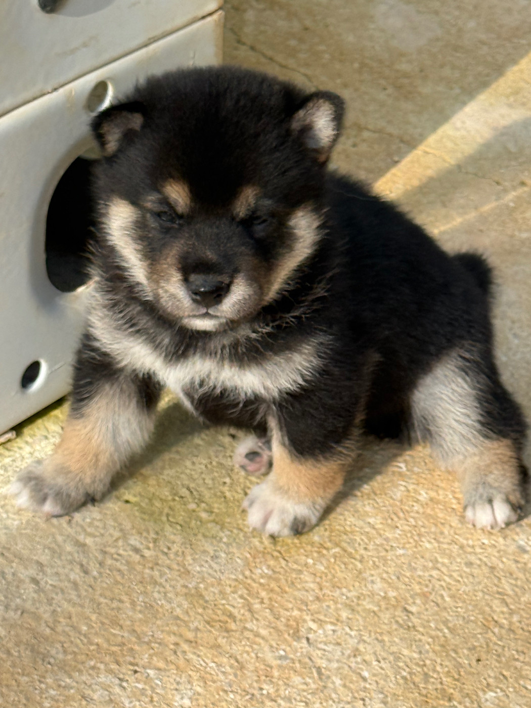 Des Renards Du Castrum - Chiots disponibles - Shiba