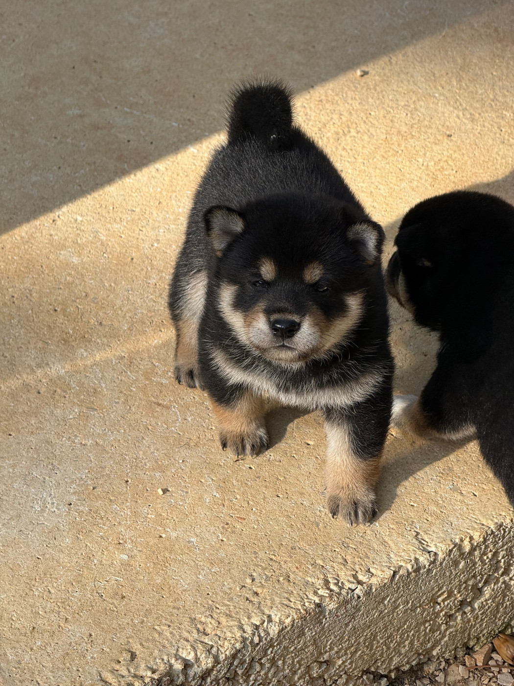 Des Renards Du Castrum - Chiots disponibles - Shiba