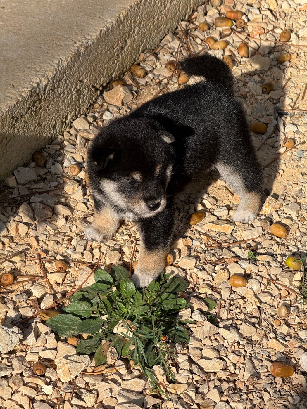Des Renards Du Castrum - Chiots disponibles - Shiba