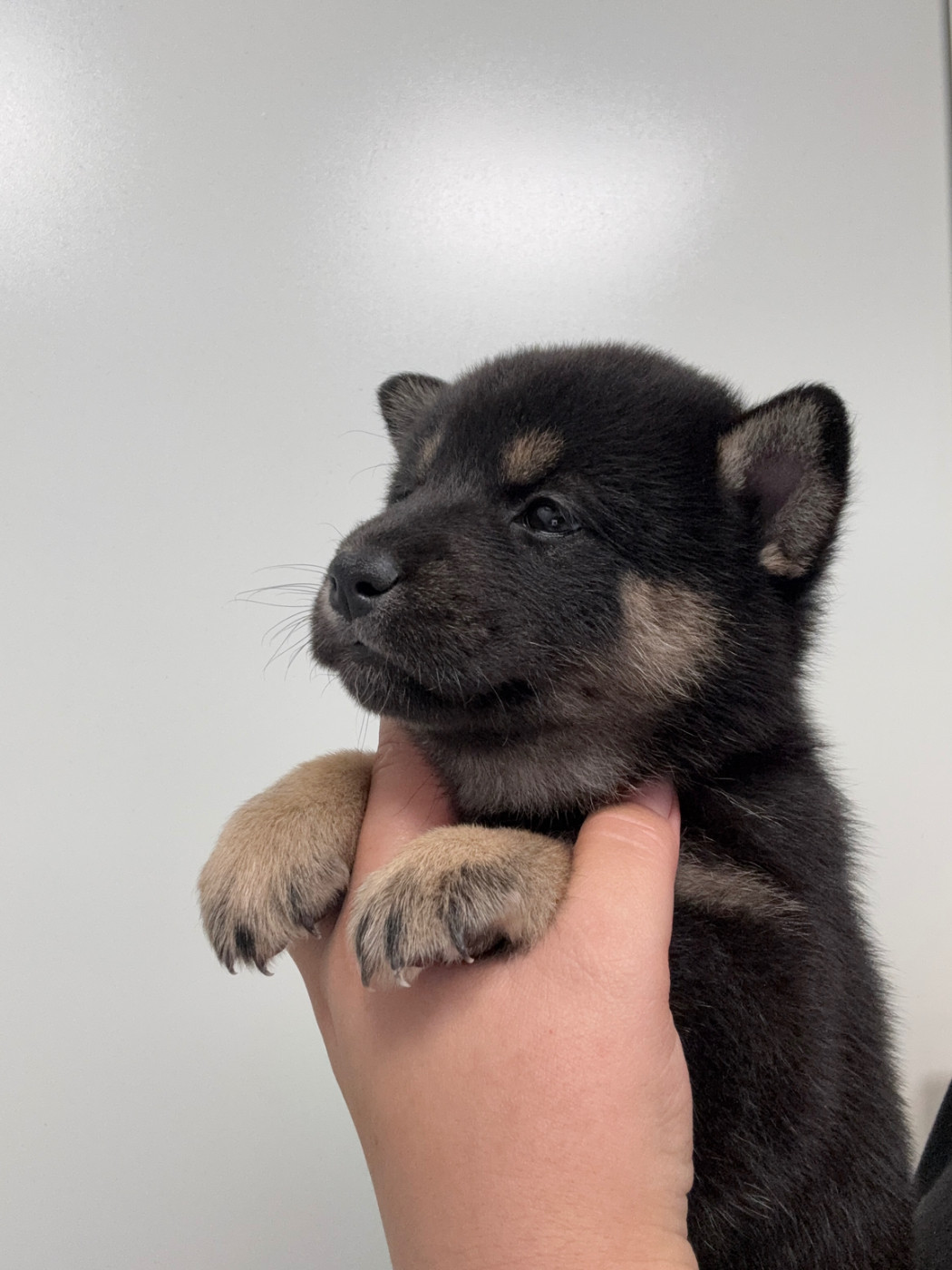 Des Renards Du Castrum - Chiots disponibles - Shiba