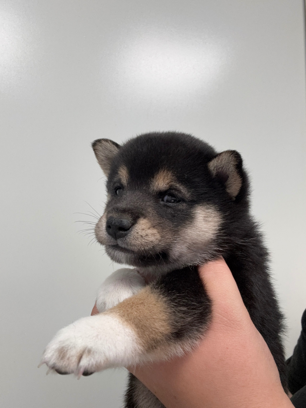 Des Renards Du Castrum - Chiots disponibles - Shiba