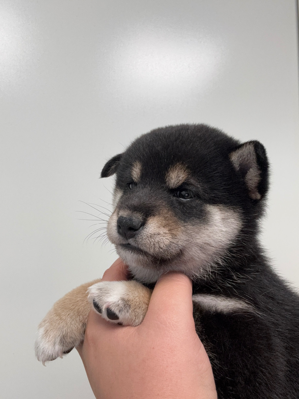 Des Renards Du Castrum - Chiots disponibles - Shiba