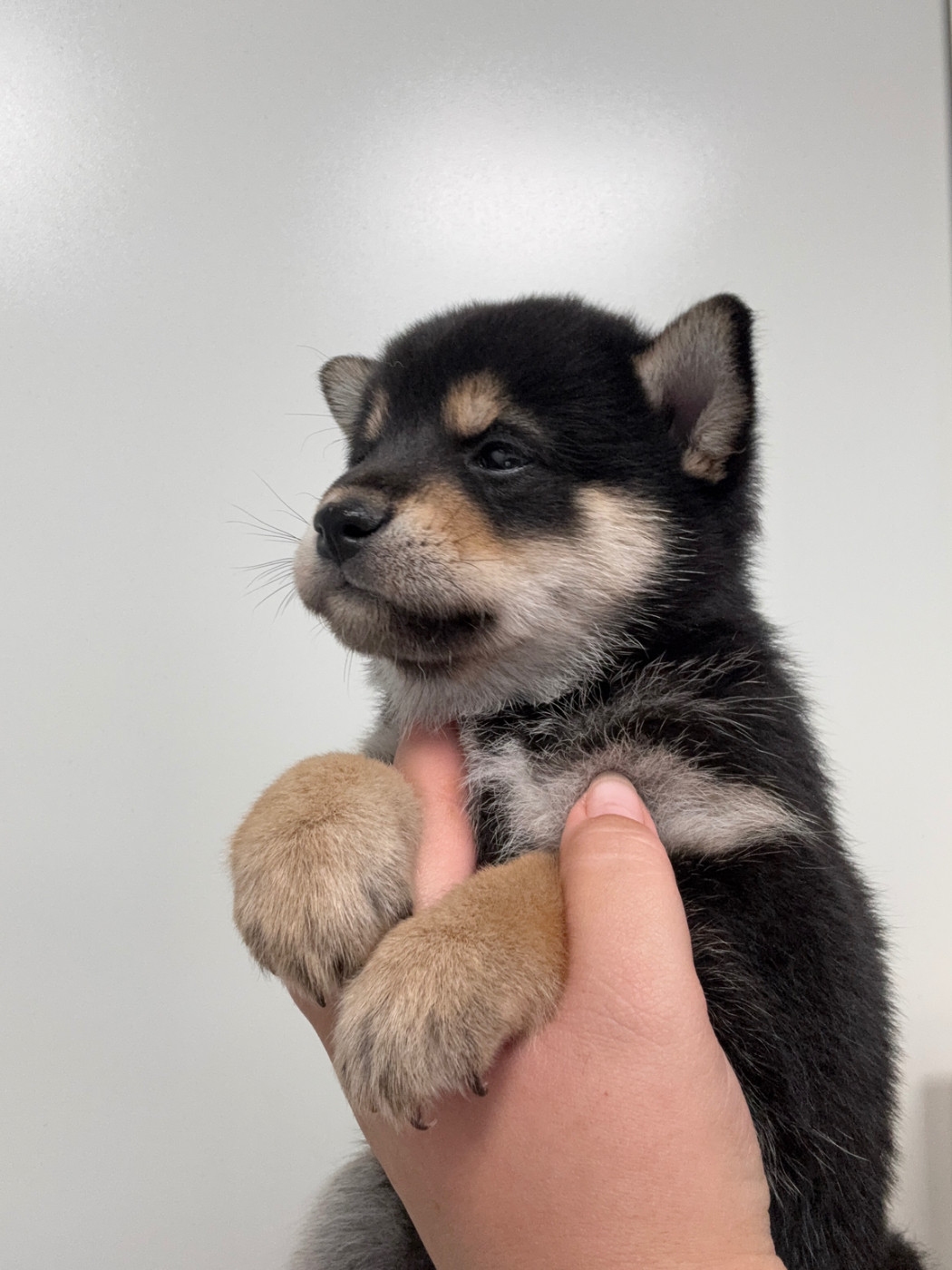 Des Renards Du Castrum - Chiots disponibles - Shiba