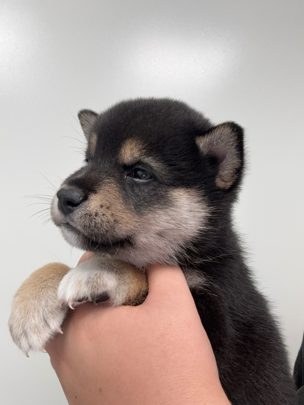 Des Renards Du Castrum - Chiots disponibles - Shiba