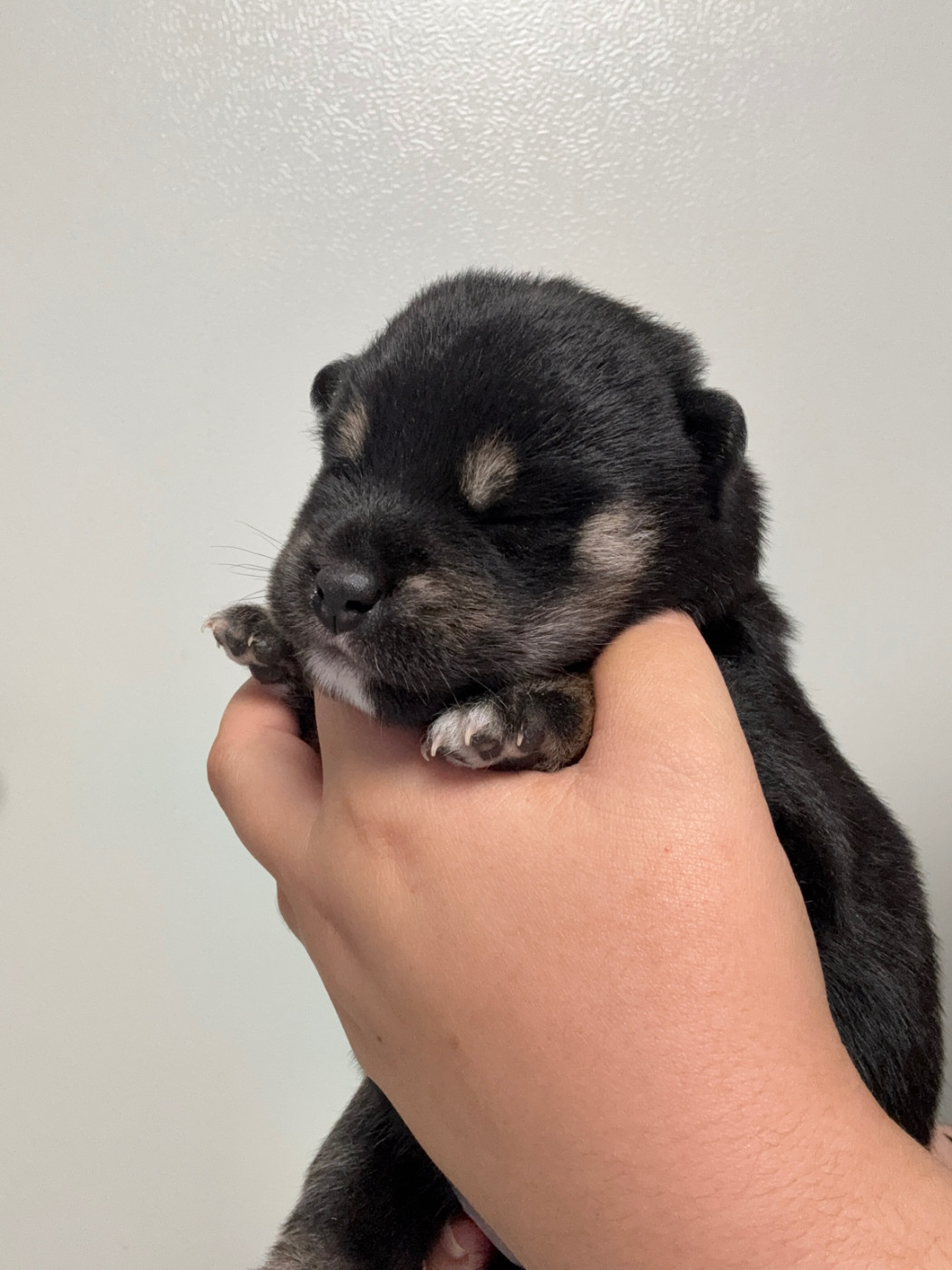 Des Renards Du Castrum - Chiots disponibles - Shiba