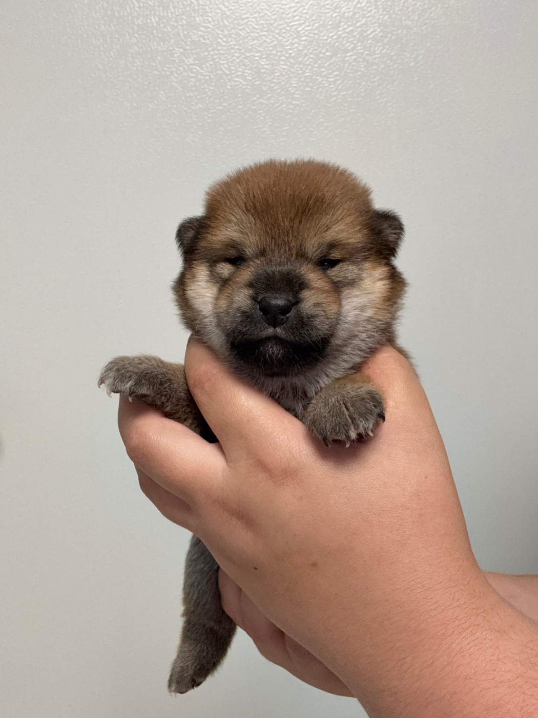 Des Renards Du Castrum - Chiots disponibles - Shiba