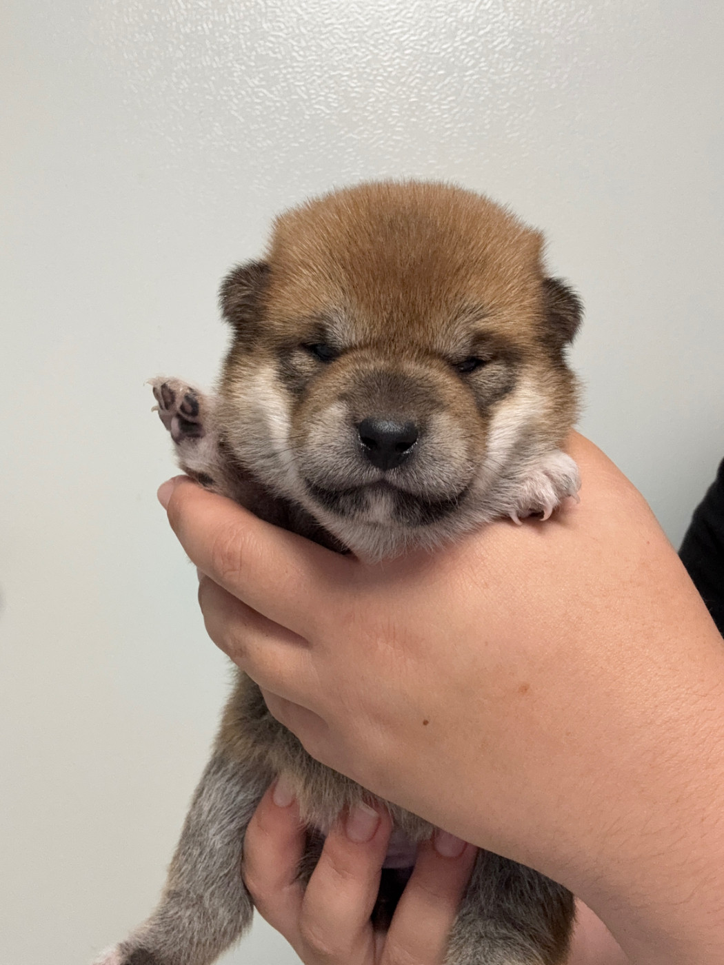 Des Renards Du Castrum - Chiots disponibles - Shiba