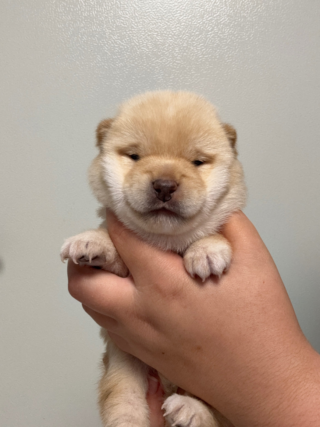 Des Renards Du Castrum - Chiots disponibles - Shiba
