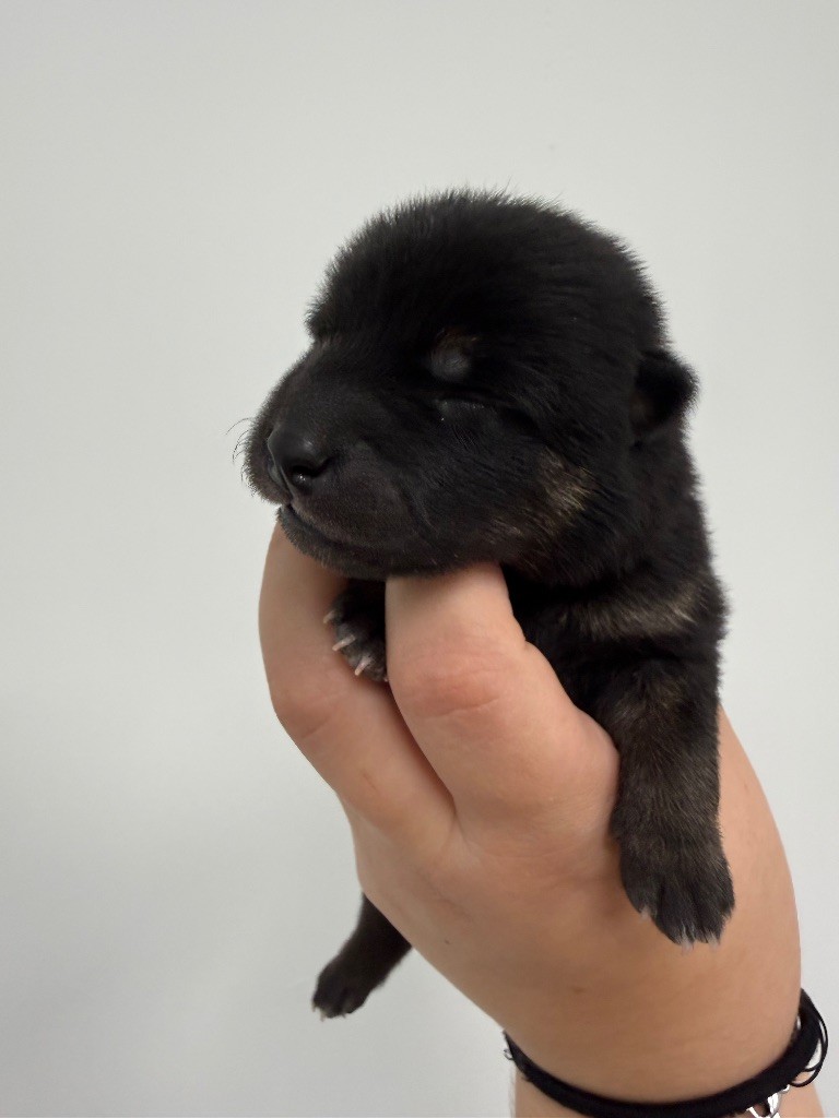 Des Renards Du Castrum - Chiots disponibles - Shiba