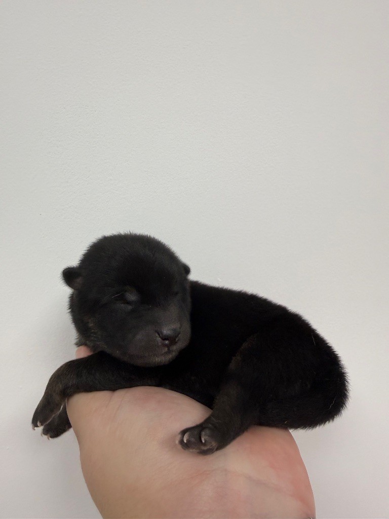 Des Renards Du Castrum - Chiots disponibles - Shiba