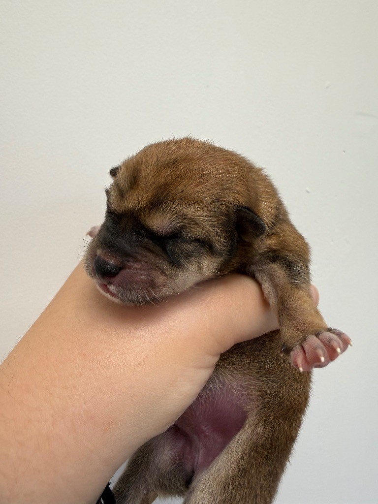 Des Renards Du Castrum - Chiots disponibles - Shiba