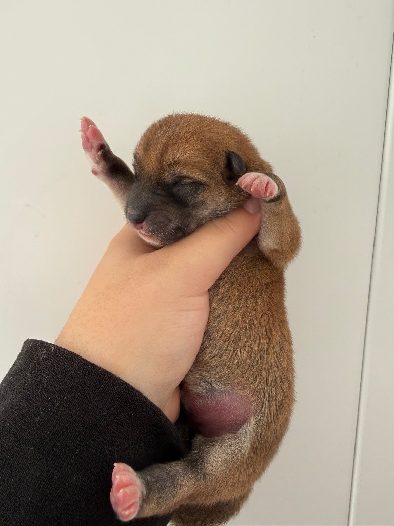 Des Renards Du Castrum - Chiots disponibles - Shiba